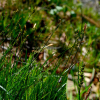 실청사초(Carex sabynensis Less. ex Kunth) : 고들빼기