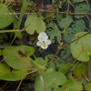 자라풀(Hydrocharis dubia (Blume) Backer) : 통통배