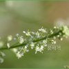 콩다닥냉이(Lepidium virginicum L.) : 산들꽃