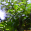 추분취(Rhynchospermum verticillatum Reinw.) : 통통배