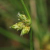 올챙이고랭이(Schoenoplectus juncoides (Roxb.) Palla) : 산들꽃
