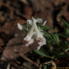 날개현호색(Corydalis alata B.U.Oh & W.R.Lee) : 산들꽃