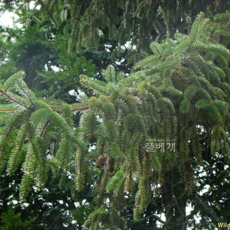 종비나무(Picea koraiensis Nakai) : 설뫼