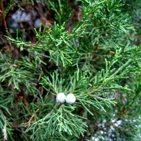 연필향나무(Juniperus virginiana L.) : 설뫼