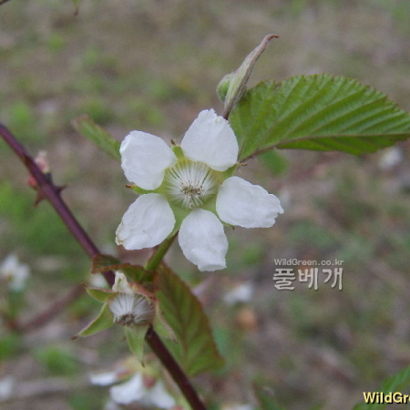 수리딸기(Rubus corchorifolius L.f.) : 塞翁之馬