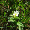 유럽점나도나물(Cerastium glomeratum Thuill.) : 별꽃