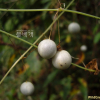 새박(Melothria japonica Maxim.) : 꽃천사