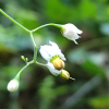 배풍등(Solanum lyratum Thunb. ex Murray) : 능선따라