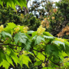 시닥나무(Acer komarovii Pojark.) : 산들꽃
