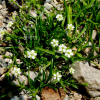 갯개미자리(Spergularia marina (L.) Griseb.) : 버들피리