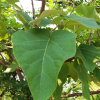 오동나무(Paulownia coreana Uyeki) : 도리뫼