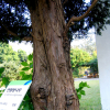 연필향나무(Juniperus virginiana L.) : 설뫼