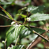수리딸기(Rubus corchorifolius L.f.) : 가야