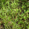 독미나리(Cicuta virosa L.) : 청암