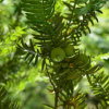 비자나무(Torreya nucifera (L.) Siebold & Zucc.) : 벼루
