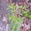 콩다닥냉이(Lepidium virginicum L.) : 산들꽃