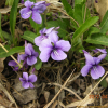 서울제비꽃(Viola seoulensis Nakai) : 추풍