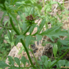 큰황새냉이(Cardamine scutata Thunb.) : 도리뫼