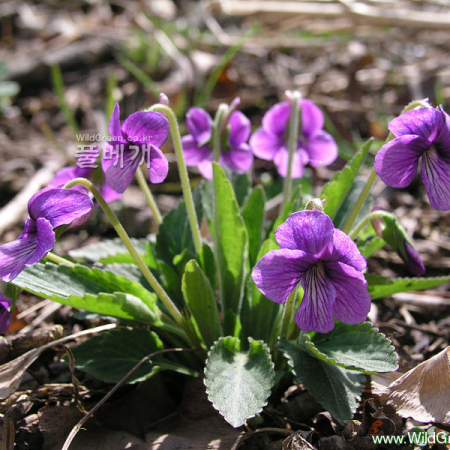 서울제비꽃(Viola seoulensis Nakai) : 은하수
