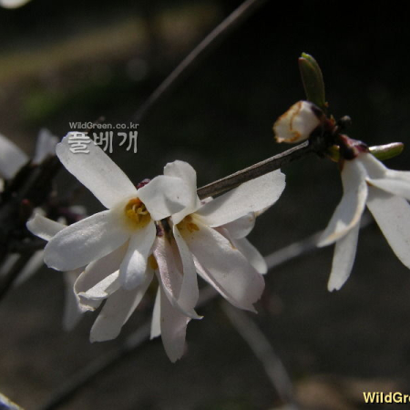 미선나무(Abeliophyllum distichum Nakai) : 호랑나비