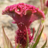 맨드라미(Celosia cristata L.) : 塞翁之馬