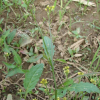 긴갓냉이(Sisymbrium orientale L.) : 꽃사랑