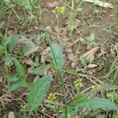긴갓냉이(Sisymbrium orientale L.) : 청암