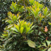 소귀나무(Myrica rubra (Lour.) Siebold & Zucc.) : 봄까치꽃