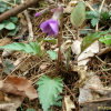 화엄제비꽃(Viola ibukiana Makino) : 河志