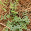 털갯완두(Lathyrus japonicus Willd. var. aleuticus (Greene ex T.G.White) Fernald) : 산들꽃