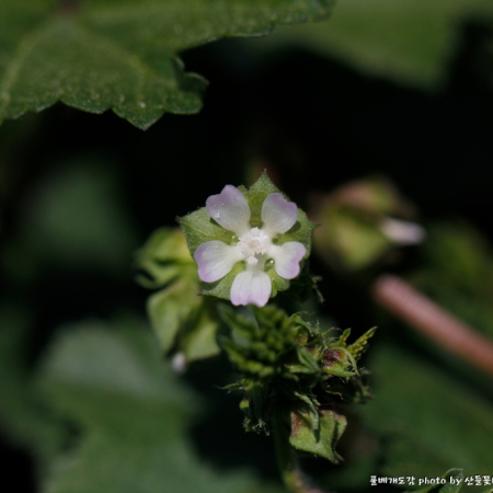 애기아욱(Malva parviflora L.) : 산들꽃