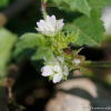 애기아욱(Malva parviflora L.) : 산들꽃