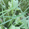 벗풀(Sagittaria trifolia L.) : 무심거사