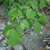 난티나무(Ulmus laciniata (Trautv.) Mayr) : kplant1