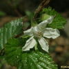 수리딸기(Rubus corchorifolius L.f.) : 여울목