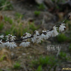 미선나무(Abeliophyllum distichum Nakai) : 통통배