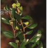 갯대추나무(Paliurus ramosissimus (Lour.) Poir.) : 무심거사