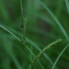 햇사초(Carex pseudochinensis H.Lev. & Vaniot) : 도리뫼