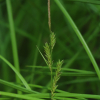 햇사초(Carex pseudochinensis H.Lev. & Vaniot) : 도리뫼
