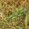 키큰산국(Leucanthemella linearis (Matsum.) Tzvelev) : 추풍
