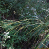 진퍼리새(Molinia japonica Hack.) : 무심거사