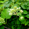 넓은잎큰조롱(Cynanchum boudieri) : 설뫼