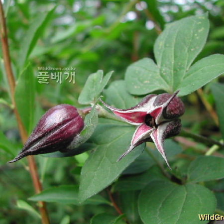 종덩굴(Clematis fusca var. violacea Maxim.) : 벼루