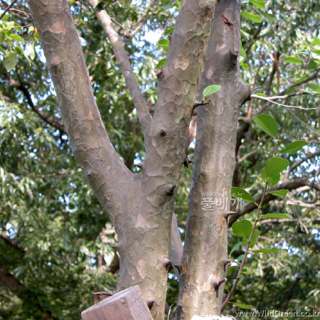 모과나무(Chaenomeles sinensis (Thouin) Koehne) : habal
