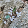 태백제비꽃(Viola albida Palib.) : 까치박달