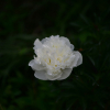 작약(Paeonia lactiflora Pall.) : 벼루