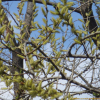버드나무(Salix pierotii Miq.) : 현촌