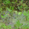 독미나리(Cicuta virosa L.) : 박용석nerd