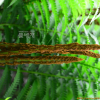 꿩고비(Osmunda cinnamomea L.) : 여울목