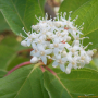흰말채나무 : 봄까치꽃
